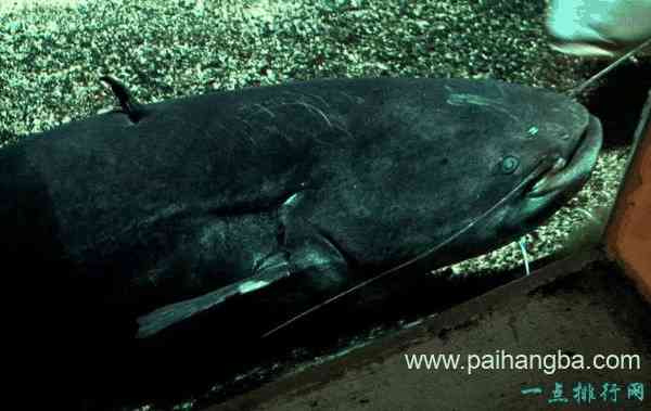 世界十大最致命的鱼类 大白鲨仅排第四！