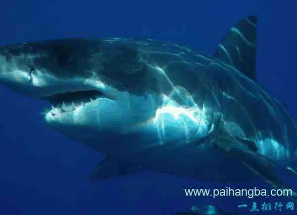 世界十大最致命的鱼类 大白鲨仅排第四！