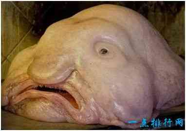 世界最丑的鱼，水滴鱼脸部扭曲，永远一副哭丧表情