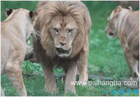 世界上最大的狮子，巴巴里狮全长可达3.6米，纯种已灭绝