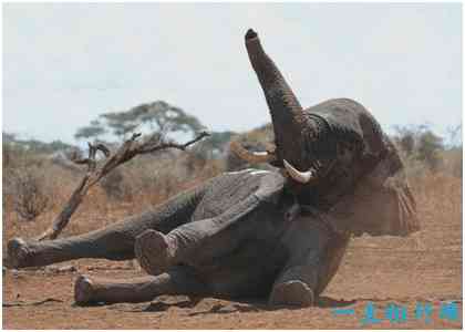世界上睡眠最少的动物，野生大象平均每天只睡2.5个小时
