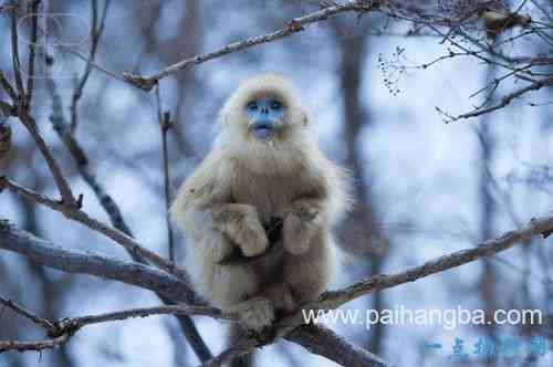 世界十大奇异动物 珍稀动物金丝猴上榜