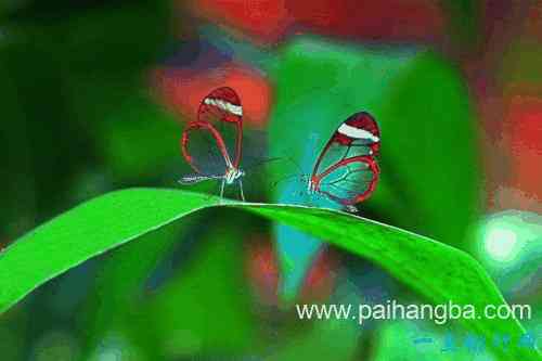 世界十大神奇透明动物 玻璃翼蝶的美丽让人惊叹！