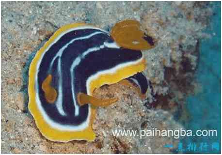 世界上最奇怪的海螺，海兔的体表没有外壳