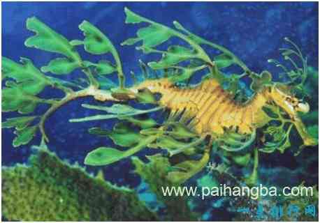 世界上最会伪装的海龙，叶海龙宛若一株漂浮在水中的海藻