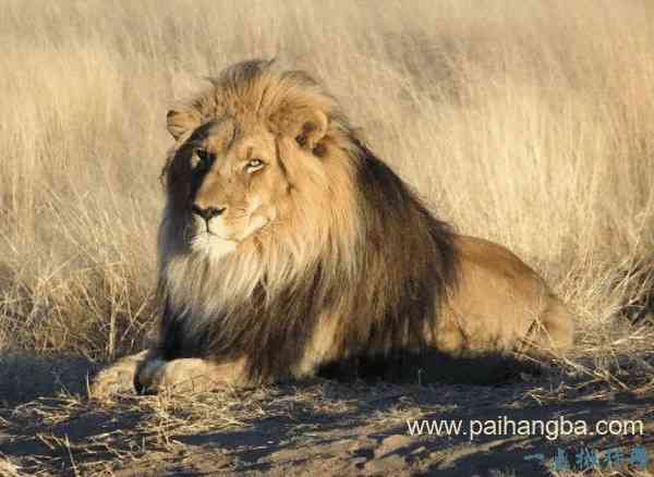 世界上最懒的十大动物 老虎狮子上榜！