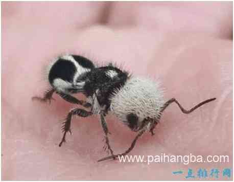 世界上长相最奇特的蜂，熊猫蚂蚁毛色如熊猫，体态似蚂蚁