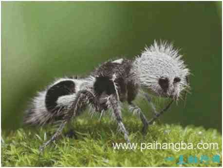 世界上长相最奇特的蜂，熊猫蚂蚁毛色如熊猫，体态似蚂蚁