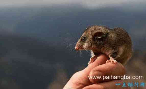 世界上最小6种哺乳动物   鼠狐猴（体长16厘米，重40克）