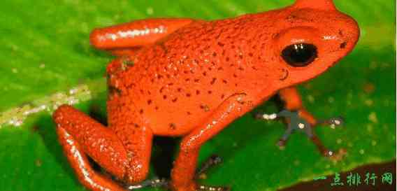 世界十大最毒青蛙      第一位一克毒素可以杀死1.5万人！