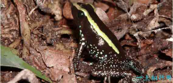 世界十大最毒青蛙      第一位一克毒素可以杀死1.5万人！