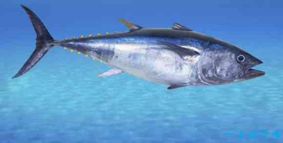 速度最快的十种海洋动物 剑鱼每小时速度可达129公里