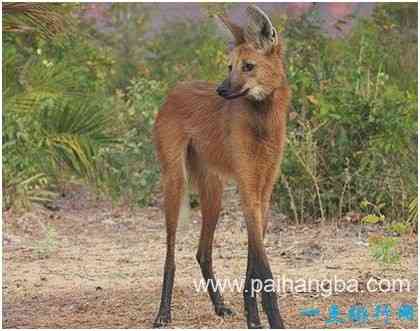 世界上腿最长的犬科动物，鬃狼站立时像踩着高跷