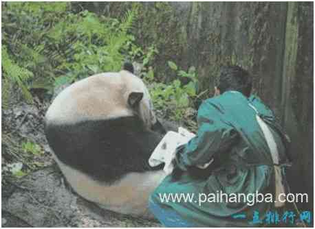 世界上首例混血熊猫，是圈养种群与野生种群结合的产物