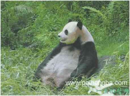 世界上首例混血熊猫，是圈养种群与野生种群结合的产物
