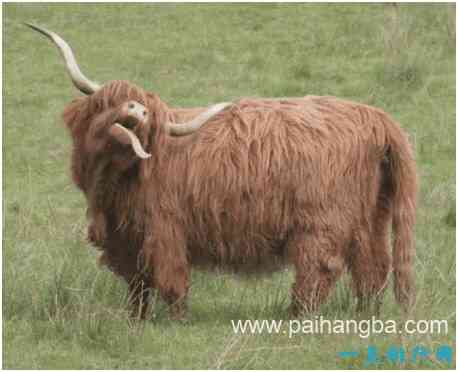 世界上最非主流的牛，高地牛头部毛发像刘海一样遮盖住眼睛
