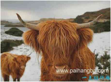 世界上最非主流的牛，高地牛头部毛发像刘海一样遮盖住眼睛