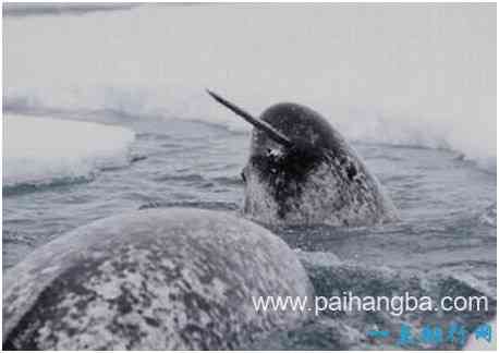 世界上长相最奇特的鲸，独角鲸长有接近3米的长牙