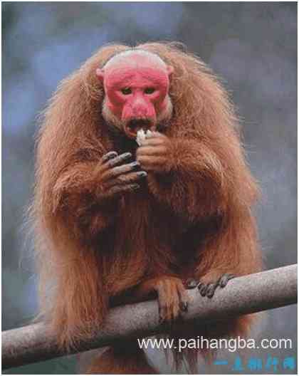 世界上最丑的猴子，秃猴面部赤裸，头顶没有毛发