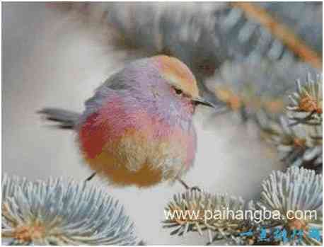 世界上最美的雀，花彩雀莺小巧圆润，羽毛五彩斑斓
