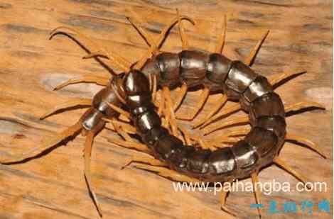 世界十大奇特新物种   千足虫有414条腿和4个生殖器