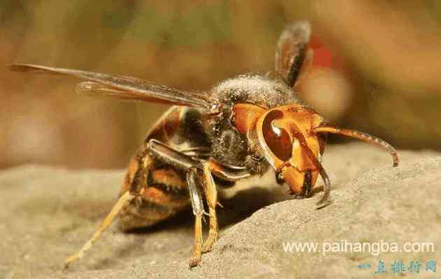 世界上最大的昆虫排名 日本大黄蜂以4.6厘米长排第二！