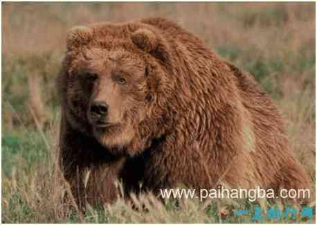 世界上最大的熊，科迪亚克岛棕熊体重可达800公斤