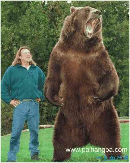 世界上最大的熊，科迪亚克岛棕熊体重可达800公斤