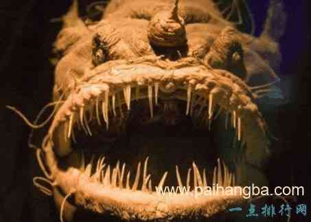 最恐怖的十大深海生物 长着锋利的獠牙