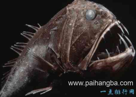 最恐怖的十大深海生物 长着锋利的獠牙