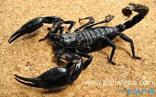 世界十大最恐怖的昆虫 以色列金蝎位居榜首