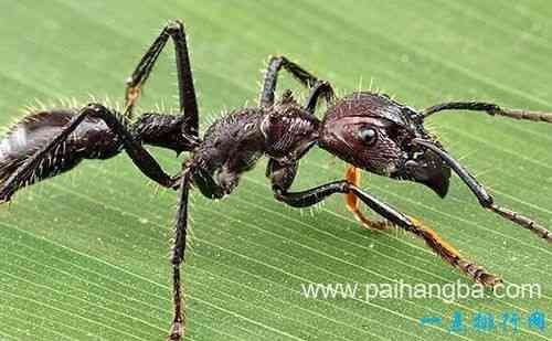世界十大最恐怖的昆虫 以色列金蝎位居榜首