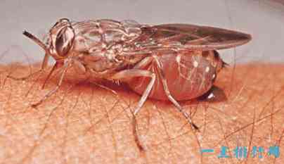 世界上最危险的十种昆虫 疟蚊每年致50万人死亡
