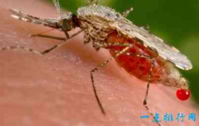 世界上最危险的十种昆虫 疟蚊每年致50万人死亡