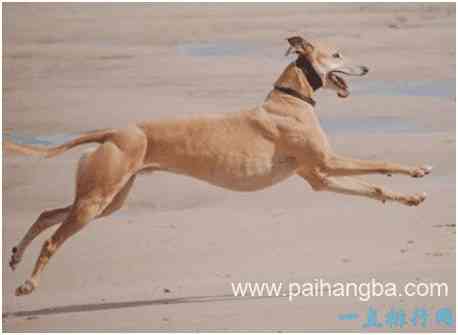 世界上跑得最快的狗，格力犬奔跑时速最高可达70公里