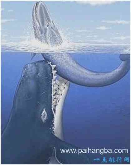 史上最凶猛的鲸，利维坦鲸能捕食须鲸