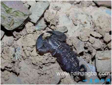 世界上最小的蝎子，埃及柱尾蝎体长不足3厘米