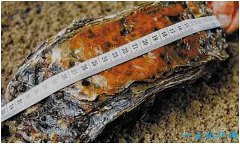 世界上最大的牡蛎，长逾30厘米重4斤