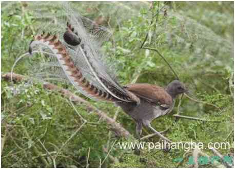 世界上尾羽最长的雀，琴鸟尾羽长达70厘米