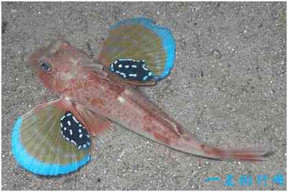 世界上最漂亮的鱼，绿鳍鱼长有蝴蝶状翅膀