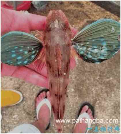 世界上最漂亮的鱼，绿鳍鱼长有蝴蝶状翅膀