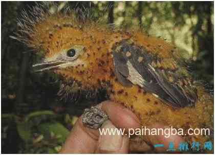 世界上最会伪装的鸟，栗翅斑伞鸟能模拟蠕动的毛毛虫