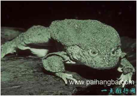 世界上最大的水蛙，的的喀喀湖蛙体长可达半米
