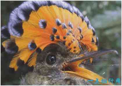 世界上羽冠最美的雀，皇霸鹟拥有一顶艳丽的扇状皇冠
