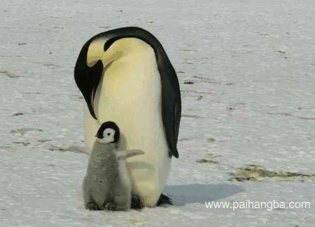 生活在南极的八种动物 帝企鹅为南极独有