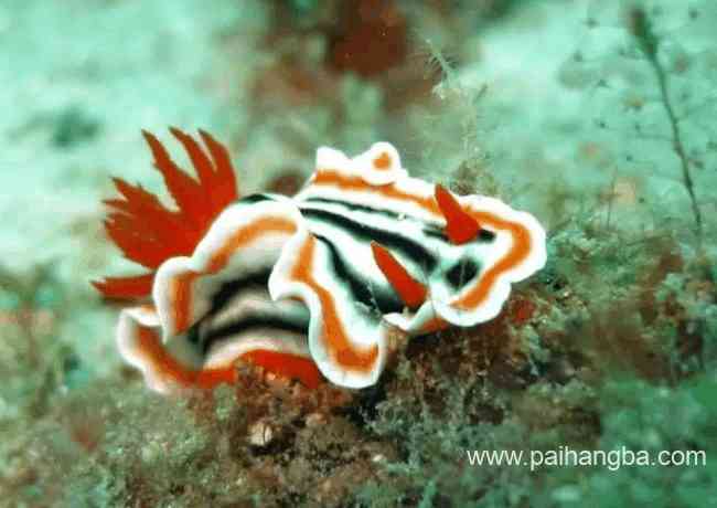 色彩鲜艳的十大水生动物 皮皮虾居然也上榜了！