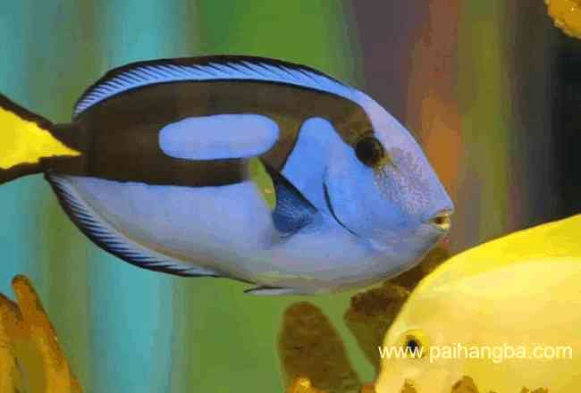 色彩鲜艳的十大水生动物 皮皮虾居然也上榜了！