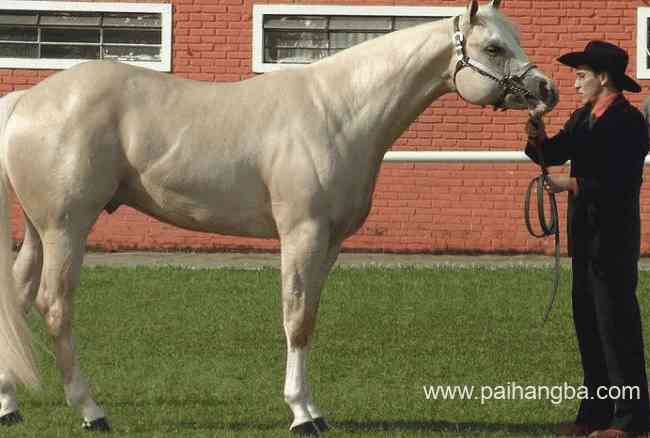 世界上最贵的十大马品种 阿拉伯马售价十万美元