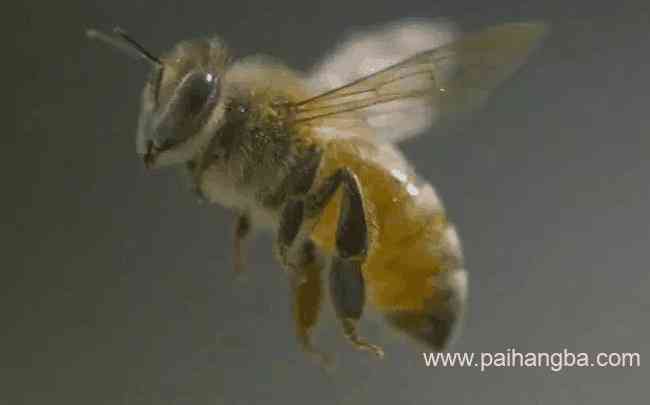 关于蜜蜂的十大事实 看看你所不了解的蜜蜂世界