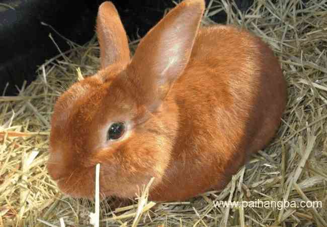 世界上最受欢迎的十大兔子品种 外表可爱性格温顺